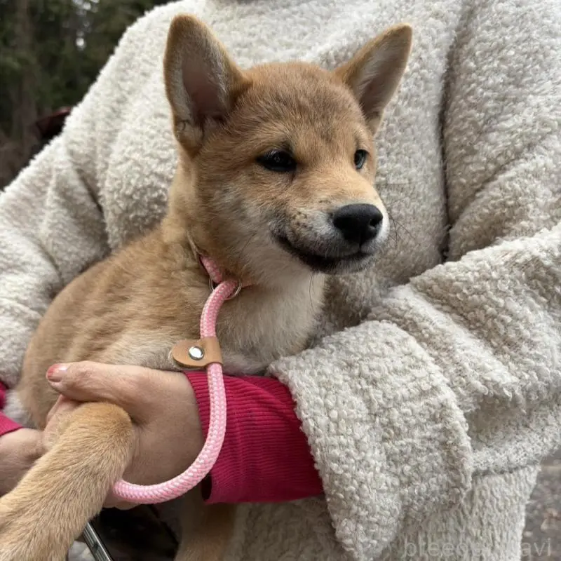 販売中の静岡県の柴犬-454059の6枚目