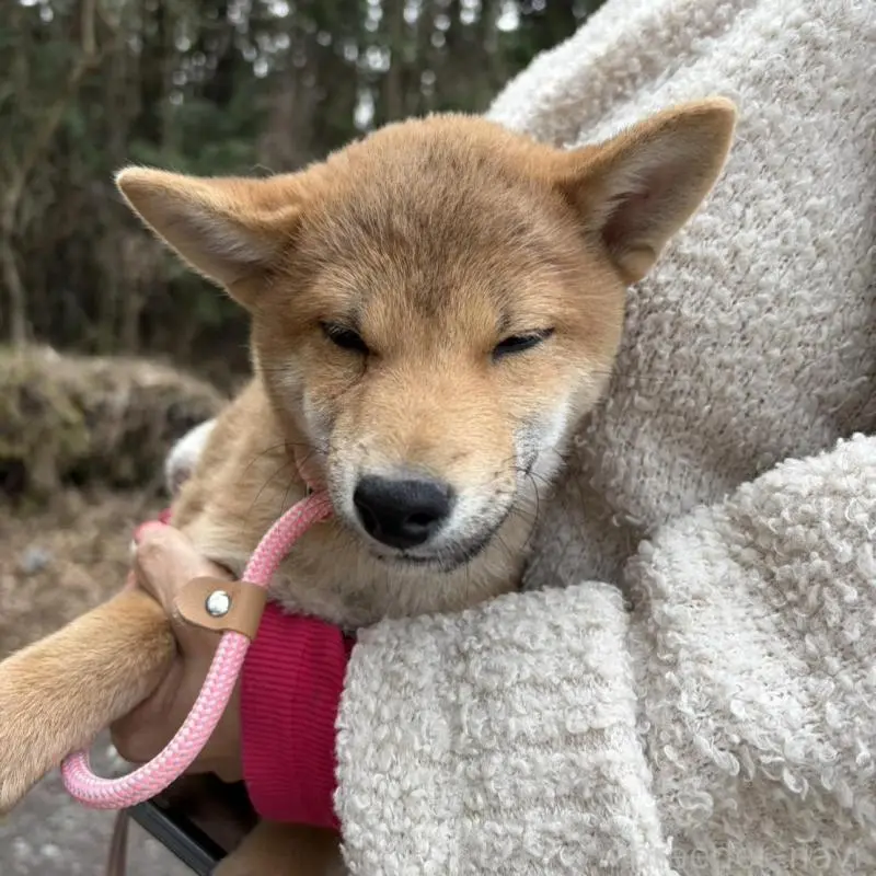 販売中の静岡県の柴犬-454059の5枚目