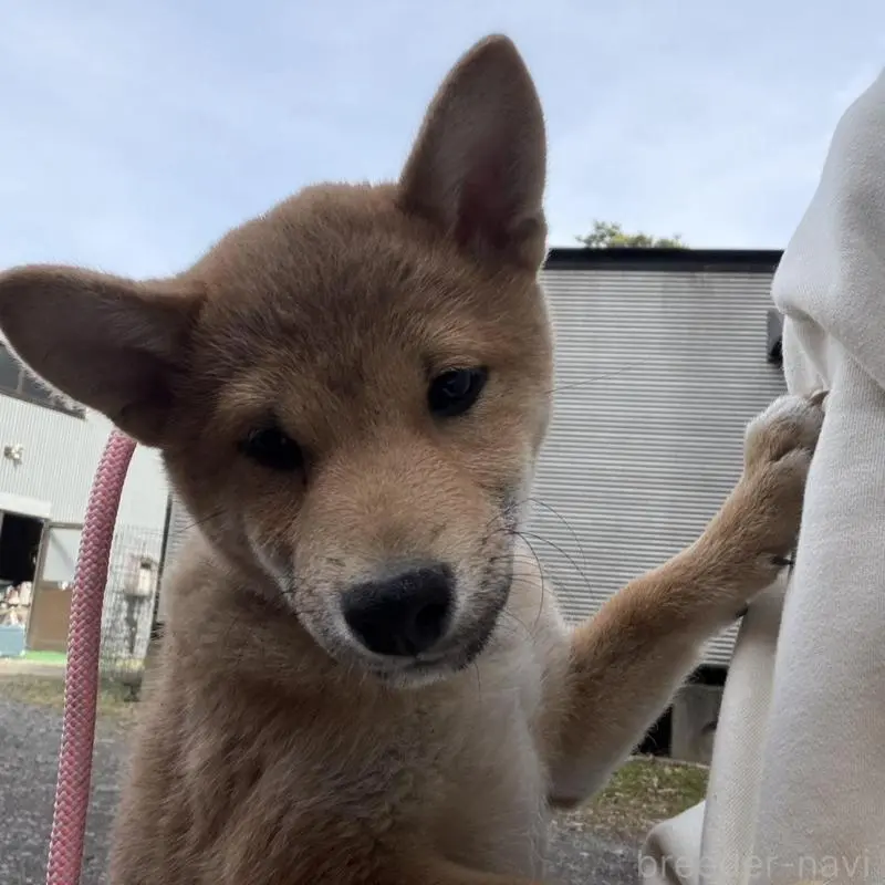 販売中の静岡県の柴犬-454059の2枚目