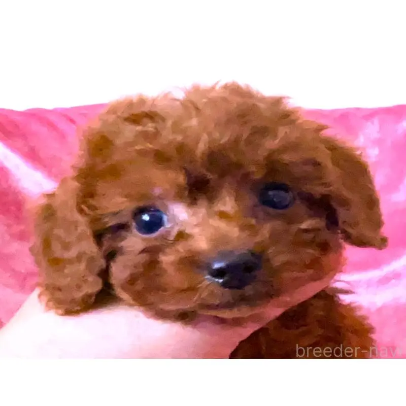 販売中の大阪府のティーカッププードル-454064の5枚目