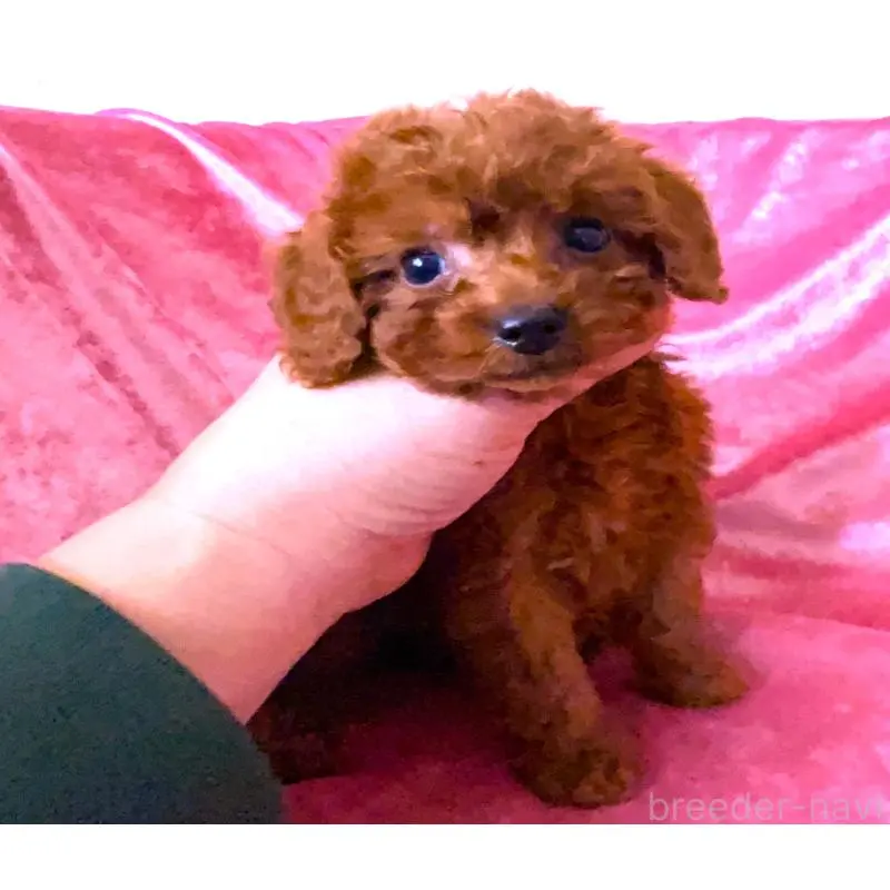 販売中の大阪府のティーカッププードル-454064の4枚目