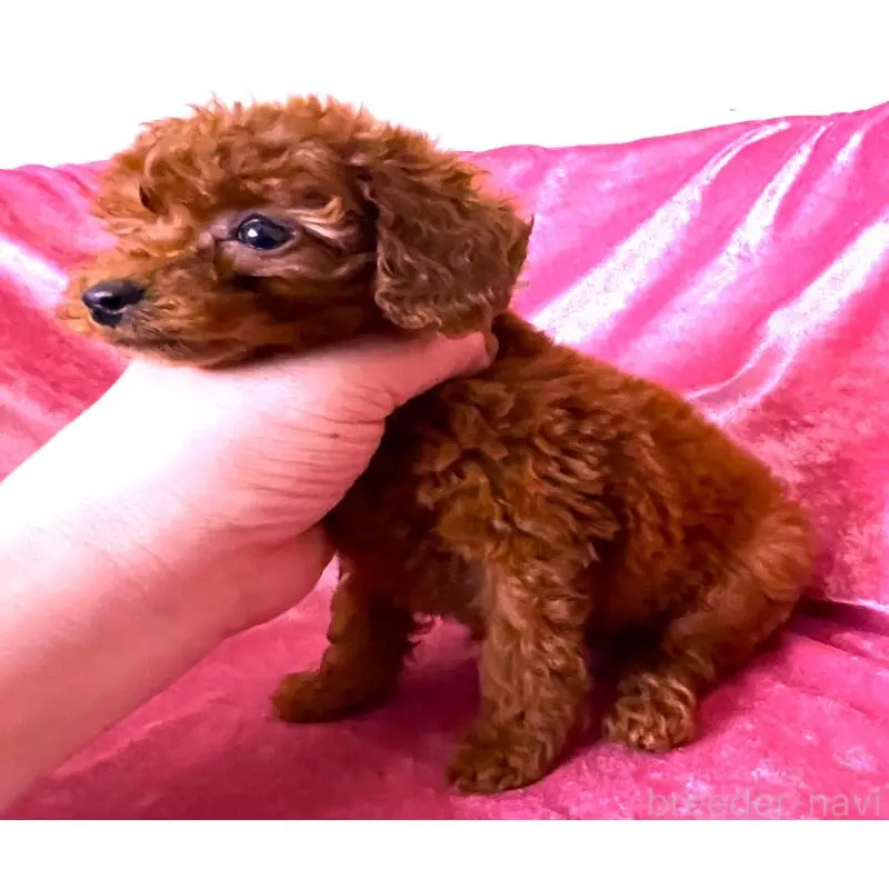 販売中の大阪府のティーカッププードル-454064の3枚目