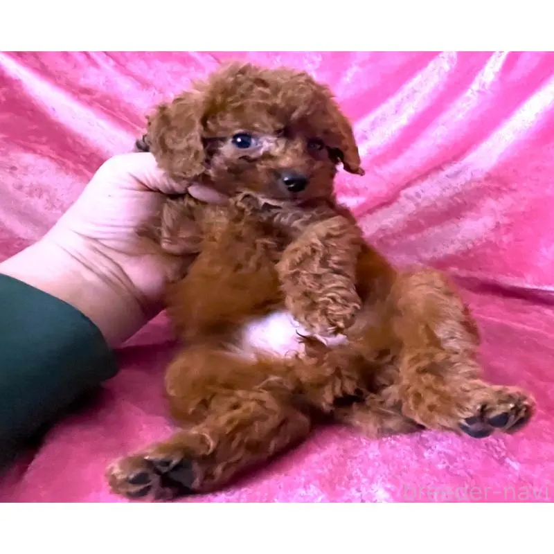 販売中の大阪府のティーカッププードル-454064の2枚目