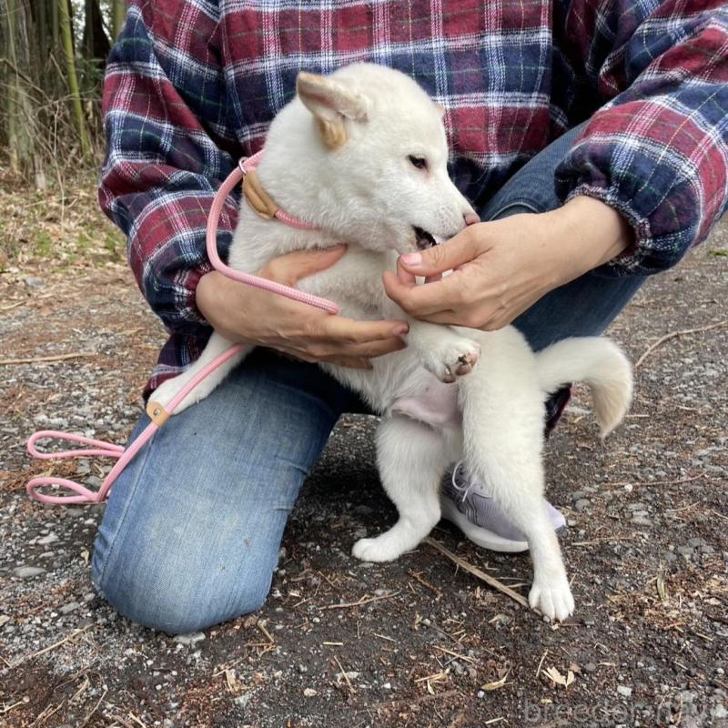 販売中の静岡県の柴犬-454063の10枚目