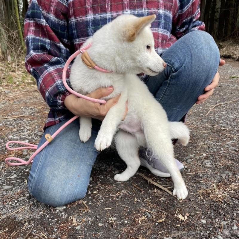 販売中の静岡県の柴犬-454063の9枚目