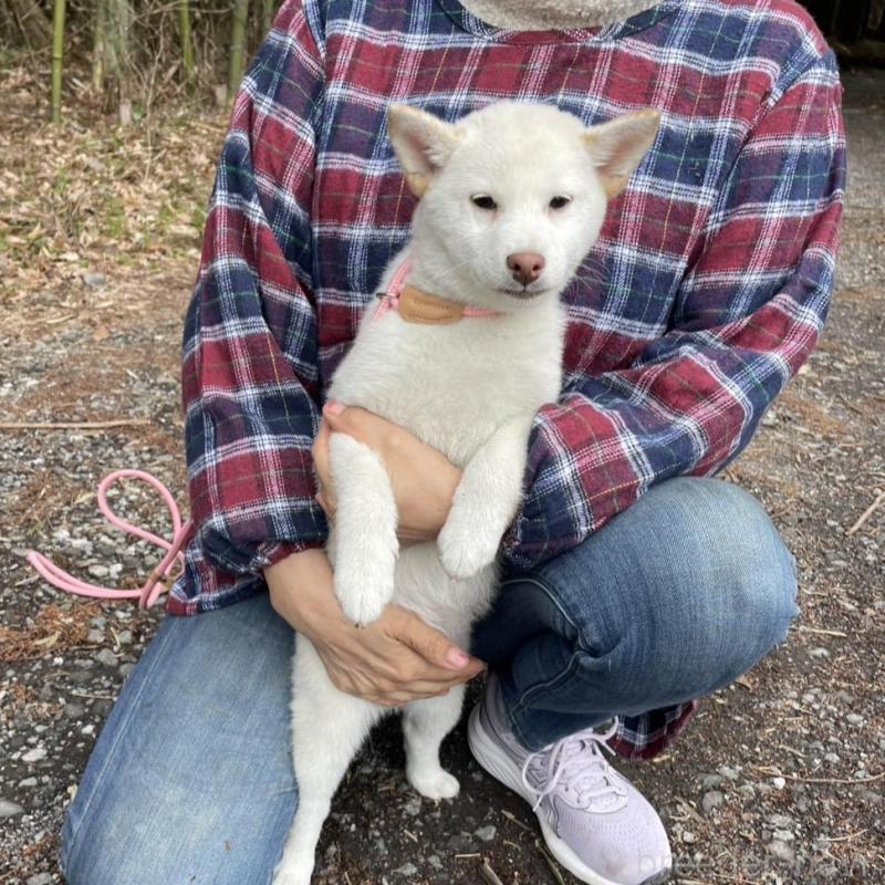 販売中の静岡県の柴犬-454063の8枚目