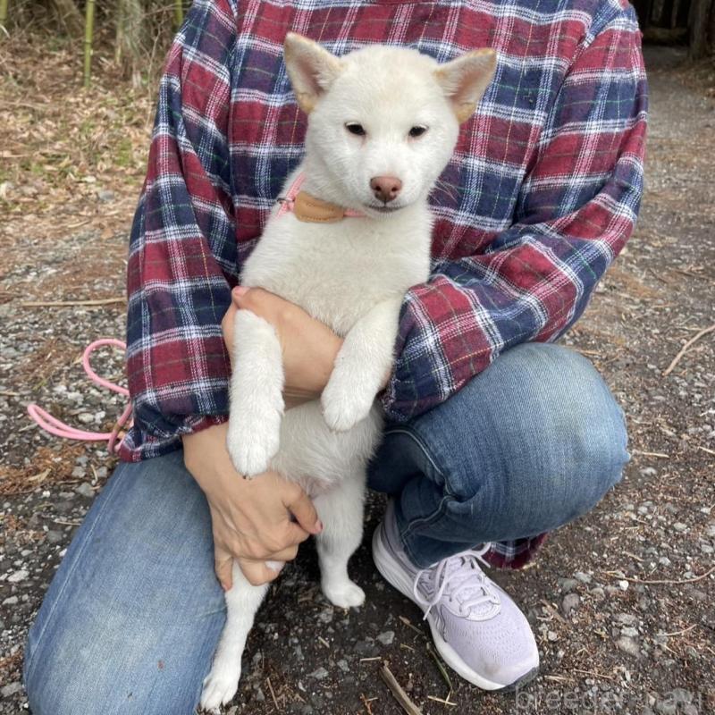 販売中の静岡県の柴犬-454063の7枚目