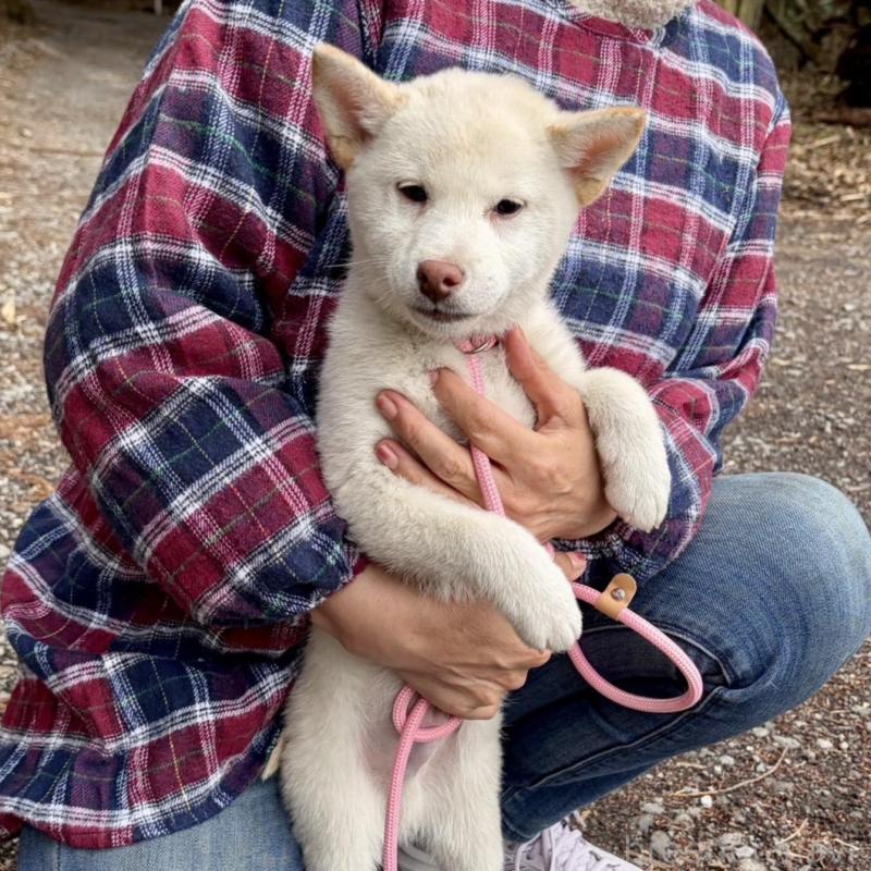 販売中の静岡県の柴犬-454063の6枚目