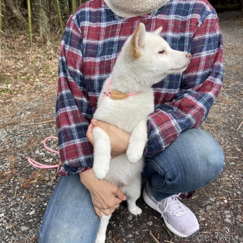 販売中の静岡県の柴犬-454063の5枚目