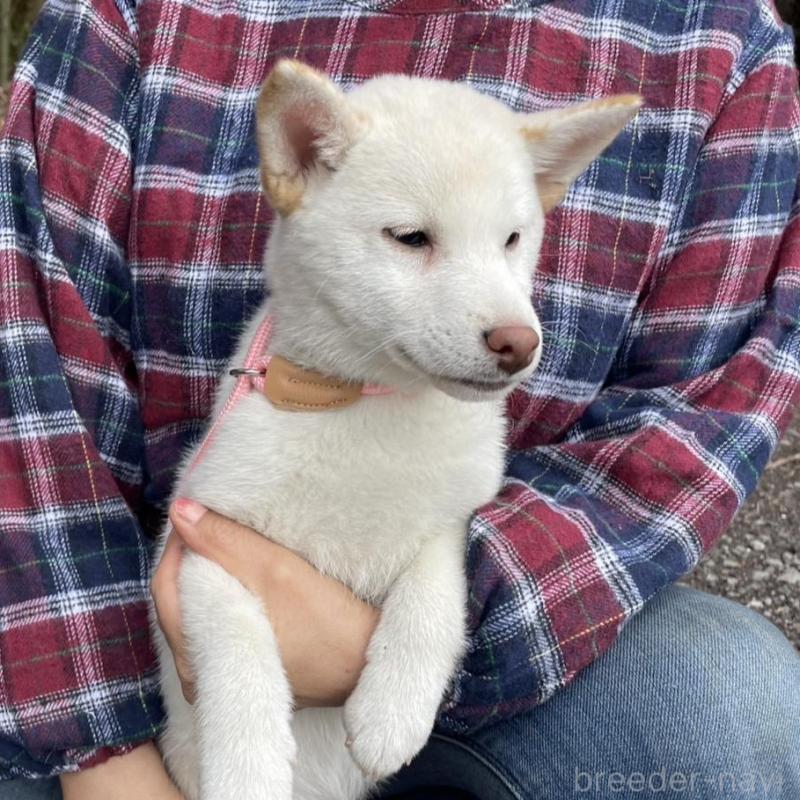 販売中の静岡県の柴犬-454063の4枚目