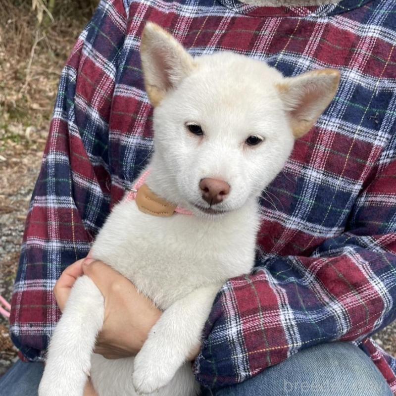 販売中の静岡県の柴犬-454063の3枚目