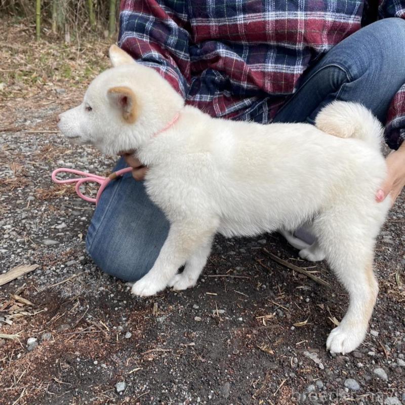 販売中の静岡県の柴犬-454063の2枚目