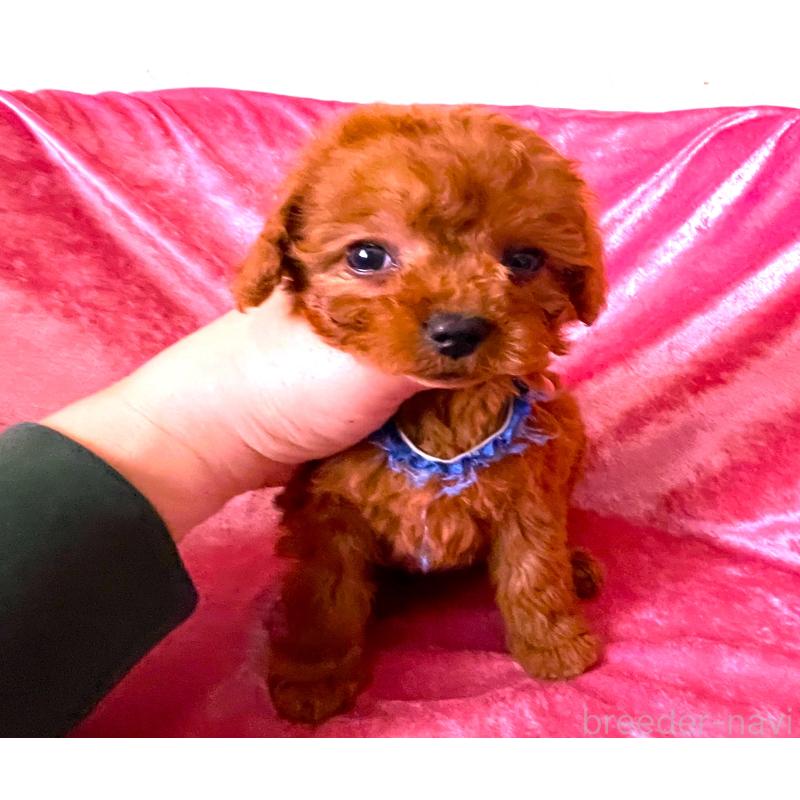 販売中の大阪府のタイニープードル-454066