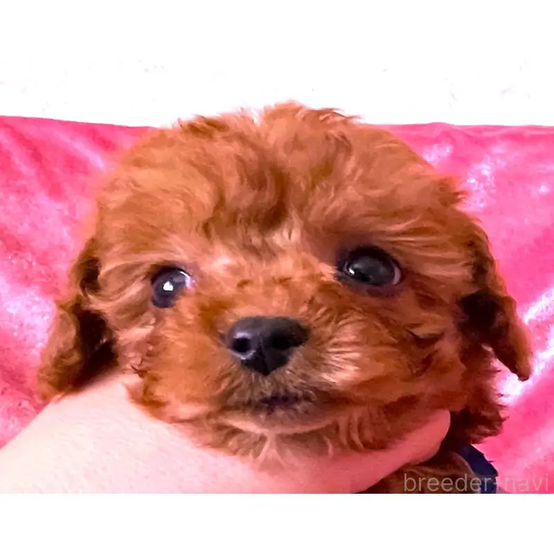 販売中の大阪府のタイニープードル-454066の5枚目