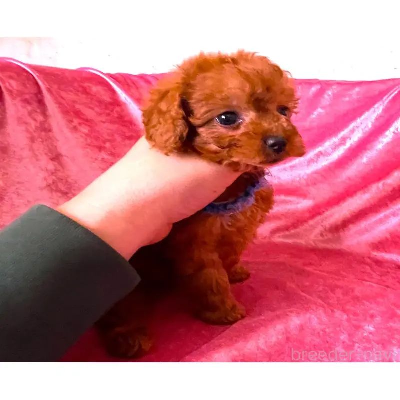 販売中の大阪府のタイニープードル-454066の4枚目