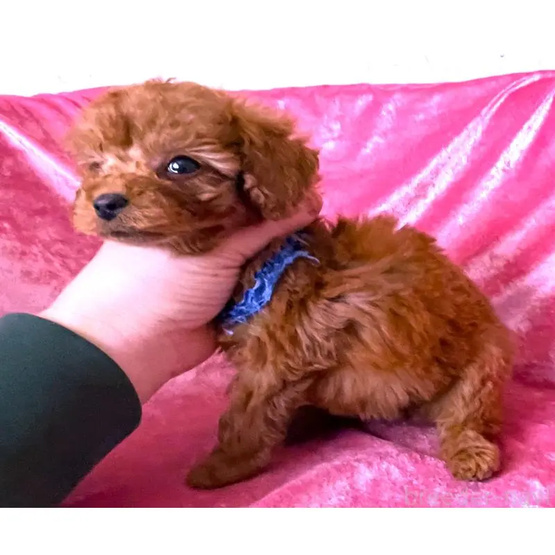 販売中の大阪府のタイニープードル-454066の3枚目