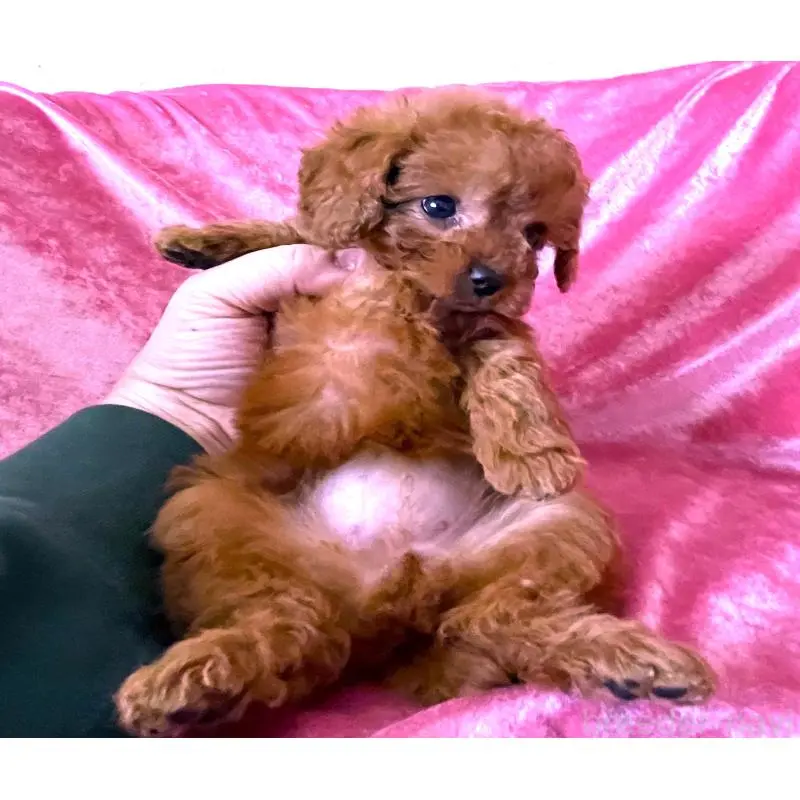 販売中の大阪府のタイニープードル-454066の2枚目