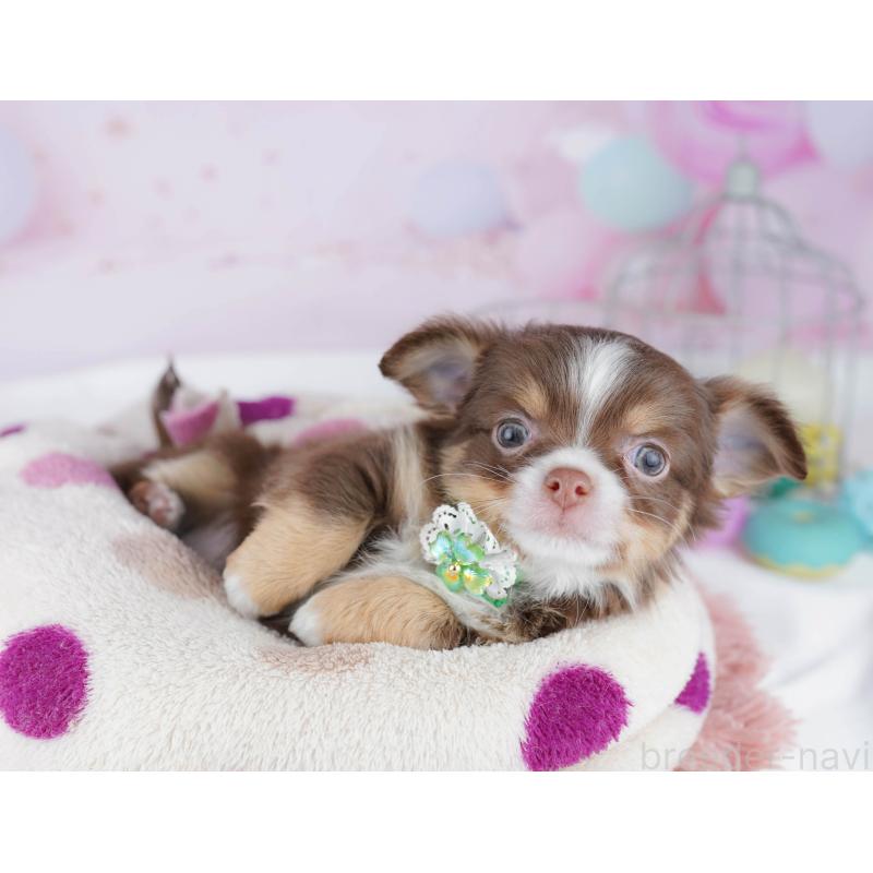 販売中の東京都のチワワ(ロングコート)-454071の8枚目