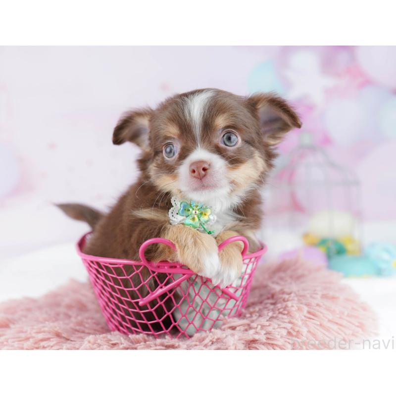 販売中の東京都のチワワ(ロングコート)-454071の7枚目