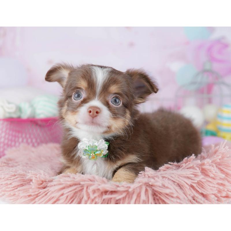 販売中の東京都のチワワ(ロングコート)-454071