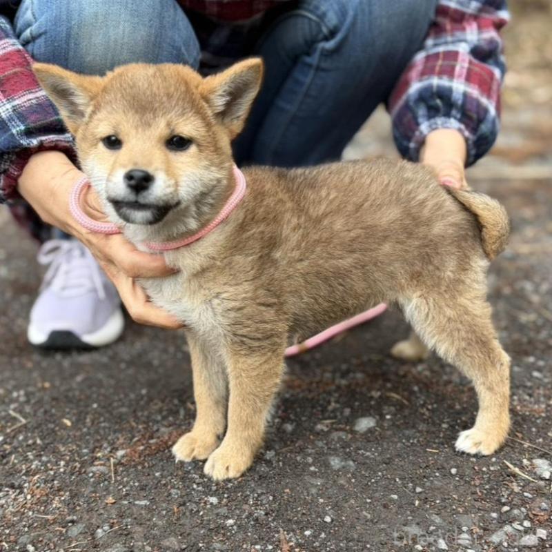 販売中の静岡県の柴犬-454068の9枚目