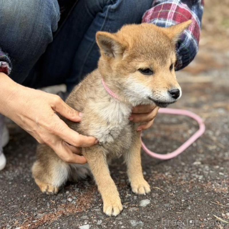 販売中の静岡県の柴犬-454068の8枚目