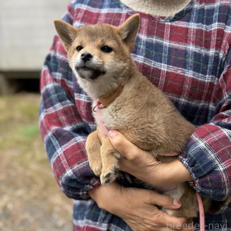 販売中の静岡県の柴犬-454068の7枚目