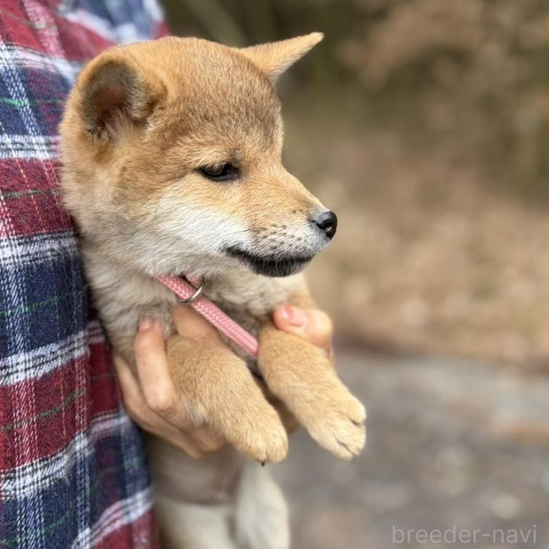 販売中の静岡県の柴犬-454068の5枚目