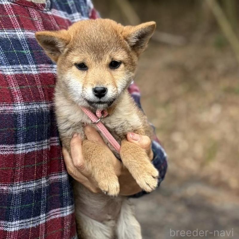 販売中の静岡県の柴犬-454068の4枚目