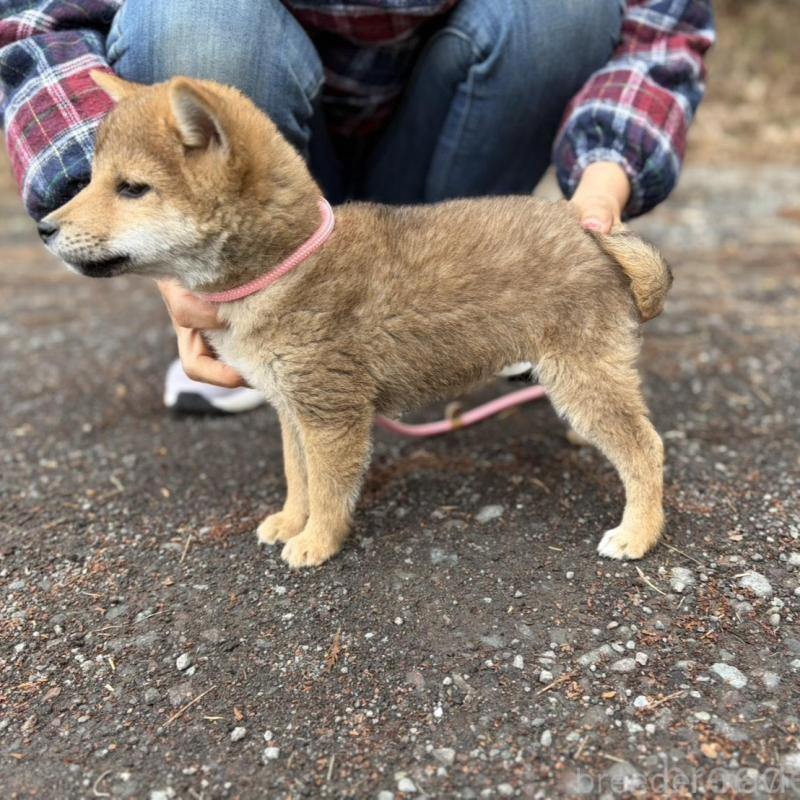 販売中の静岡県の柴犬-454068の2枚目