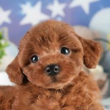 ♀︎トイプードル