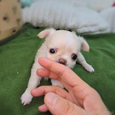 ♀︎チワワ(ロングコート)