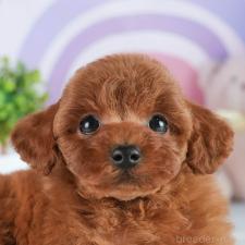 ♀︎トイプードル