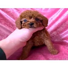 ♀︎ティーカッププードル