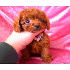 ♀︎ティーカッププードル