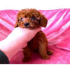 オンライン見学