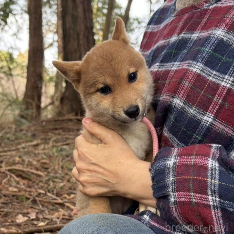 販売中の静岡県の柴犬-454070の9枚目
