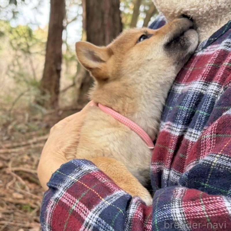 販売中の静岡県の柴犬-454070の8枚目