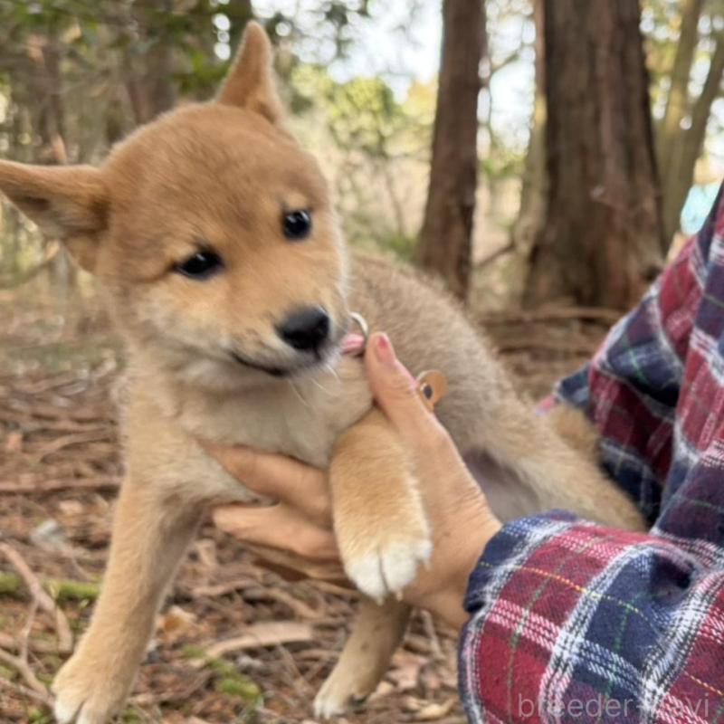 販売中の静岡県の柴犬-454070の7枚目