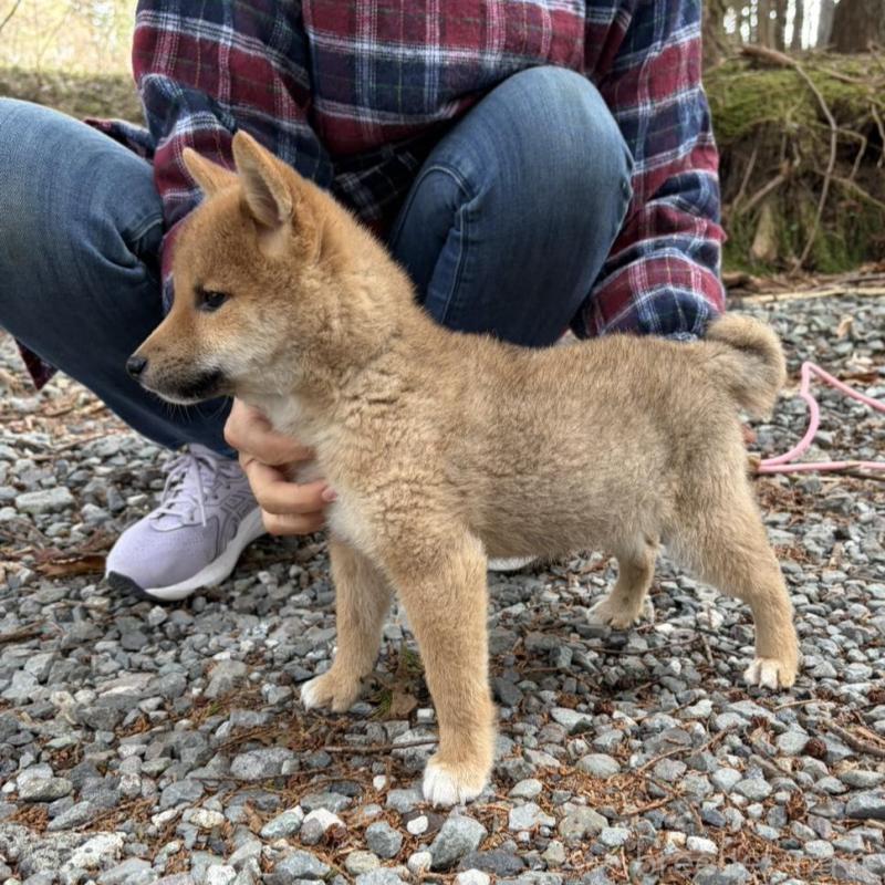 販売中の静岡県の柴犬-454070の6枚目