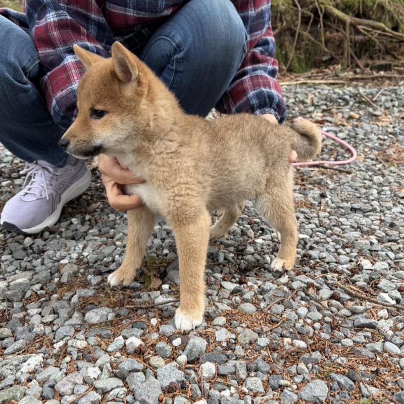 販売中の静岡県の柴犬-454070の5枚目