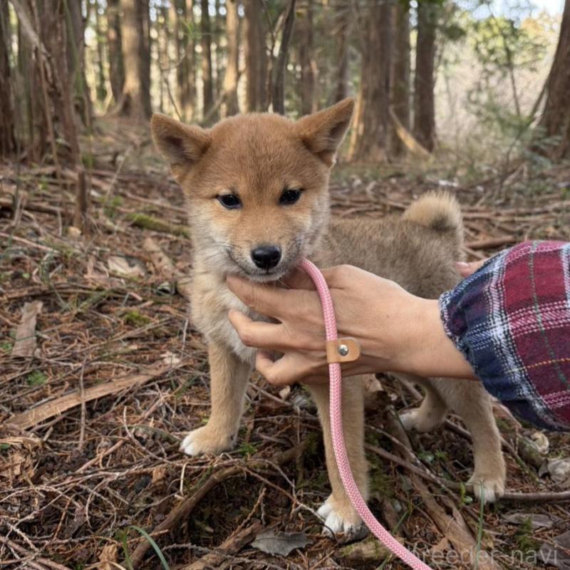 販売中の静岡県の柴犬-454070の4枚目