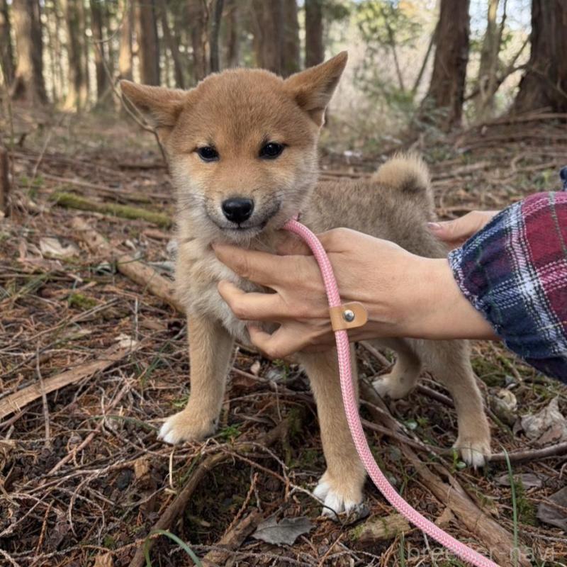 販売中の静岡県の柴犬-454070の3枚目