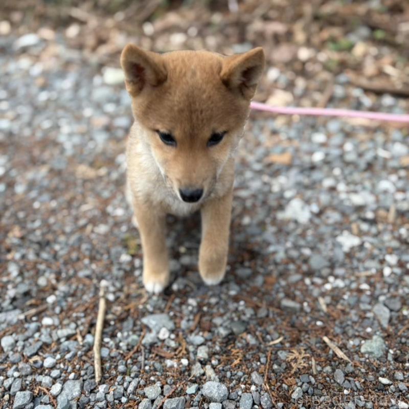 販売中の静岡県の柴犬-454070の2枚目
