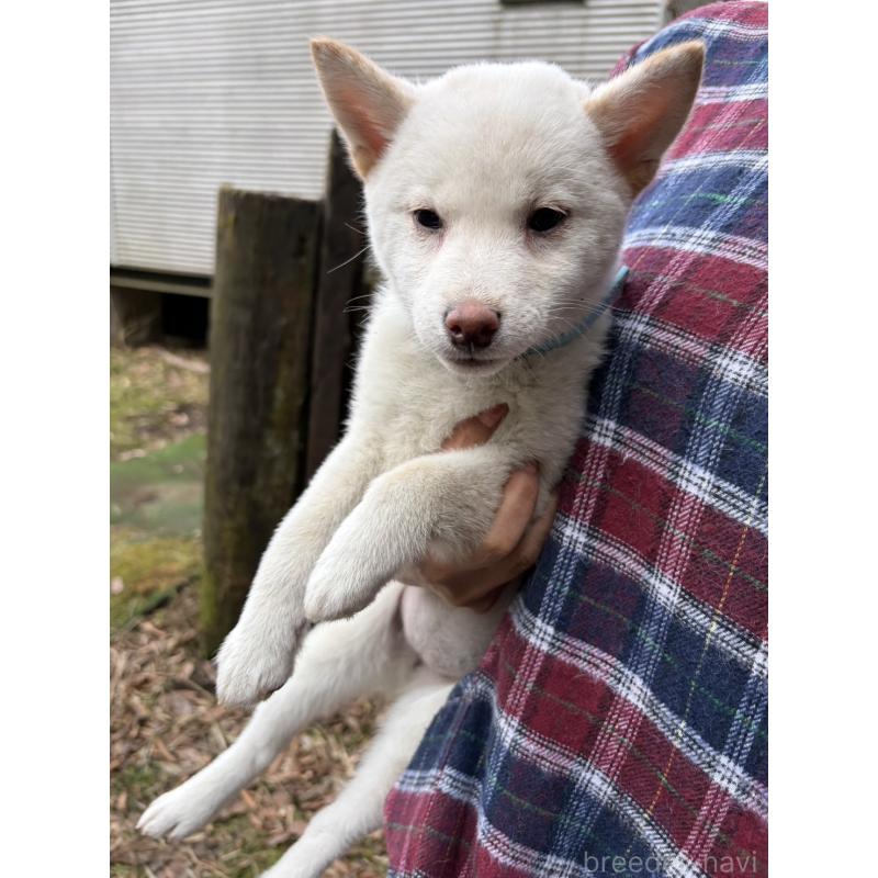 販売中の静岡県の豆柴-454073の9枚目