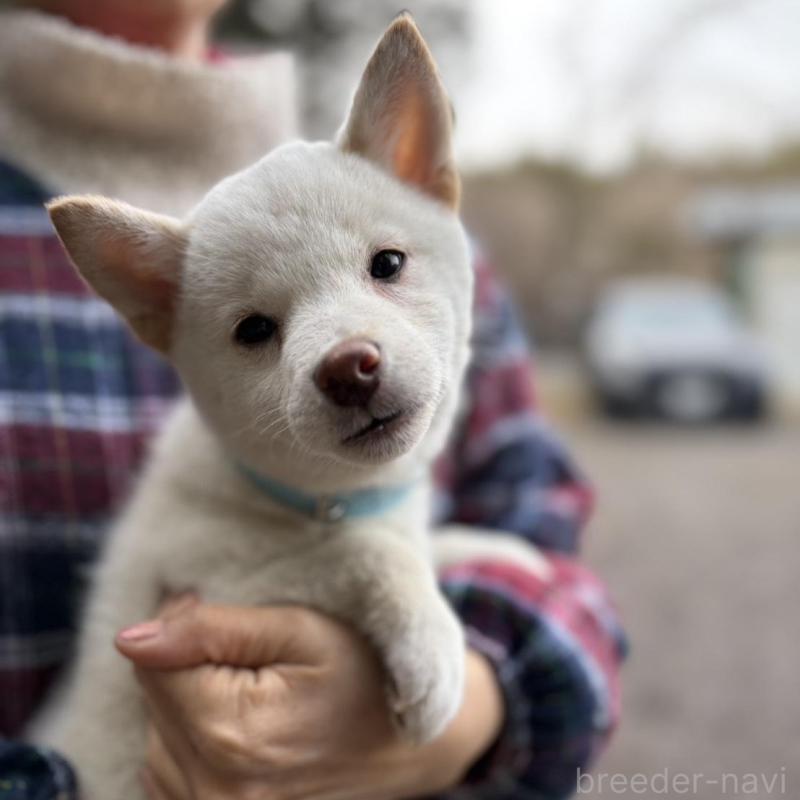 販売中の静岡県の豆柴-454073