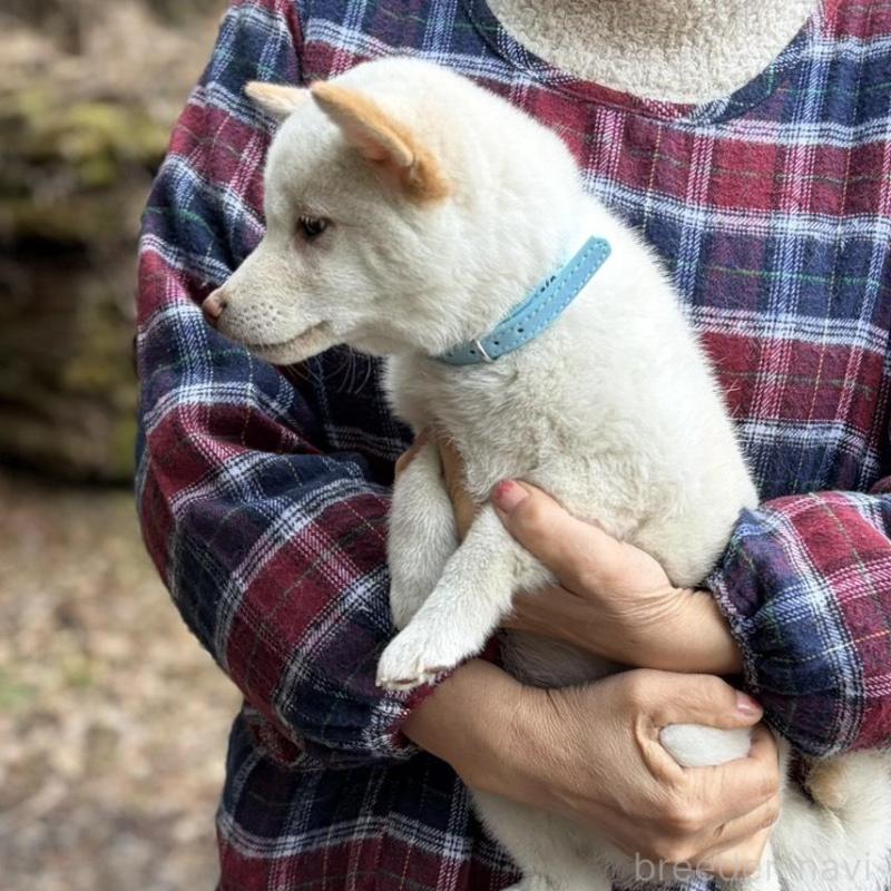 販売中の静岡県の豆柴-454073の8枚目