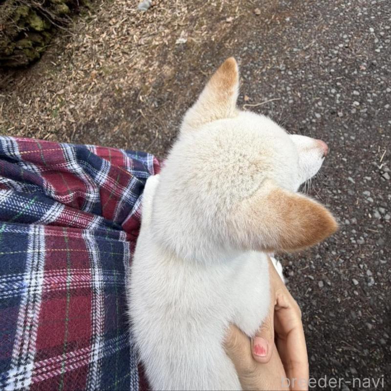 販売中の静岡県の豆柴-454073の7枚目