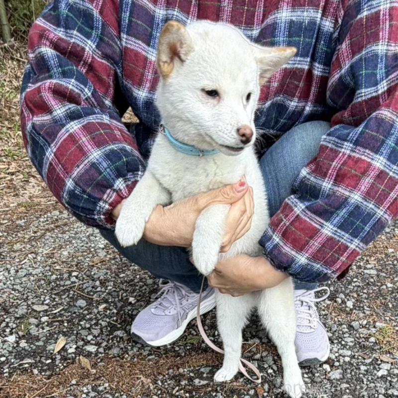 販売中の静岡県の豆柴-454073の6枚目