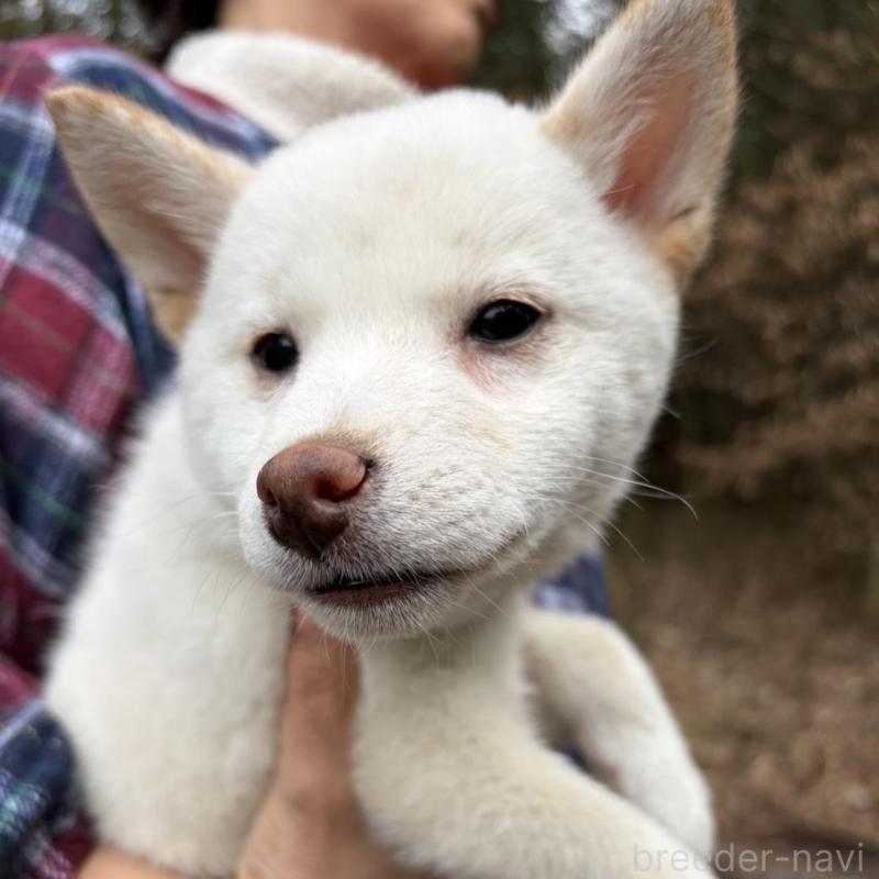 販売中の静岡県の豆柴-454073の5枚目